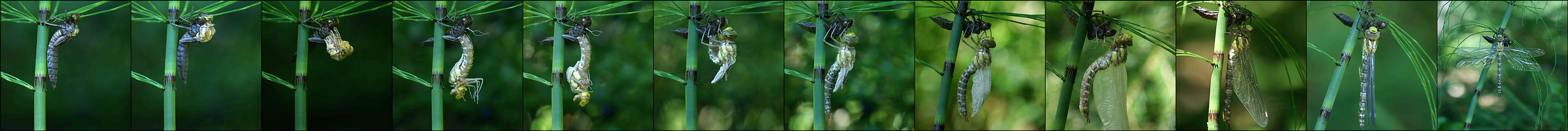 a female Southern Hawker emerging from its larva skin
